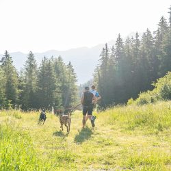 Pourquoi les chiens sont-ils les meilleurs partenaires de trail running ?